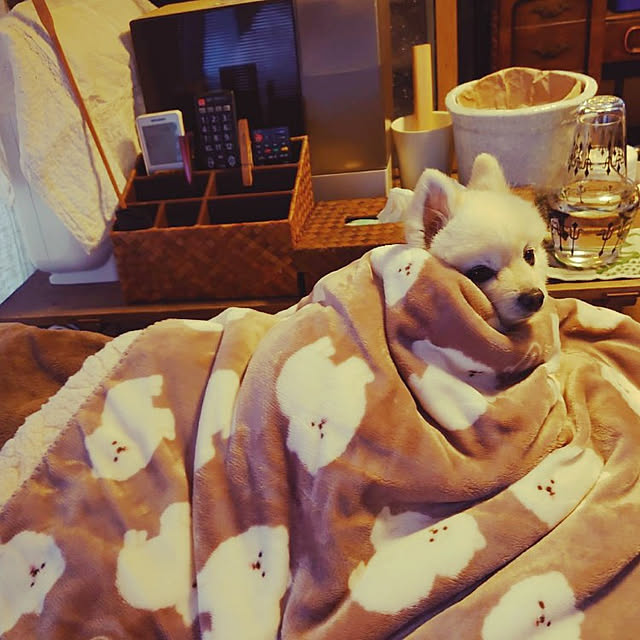akaidarumaさんの実例写真