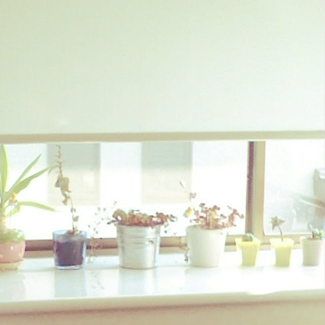 mio29さんの実例写真