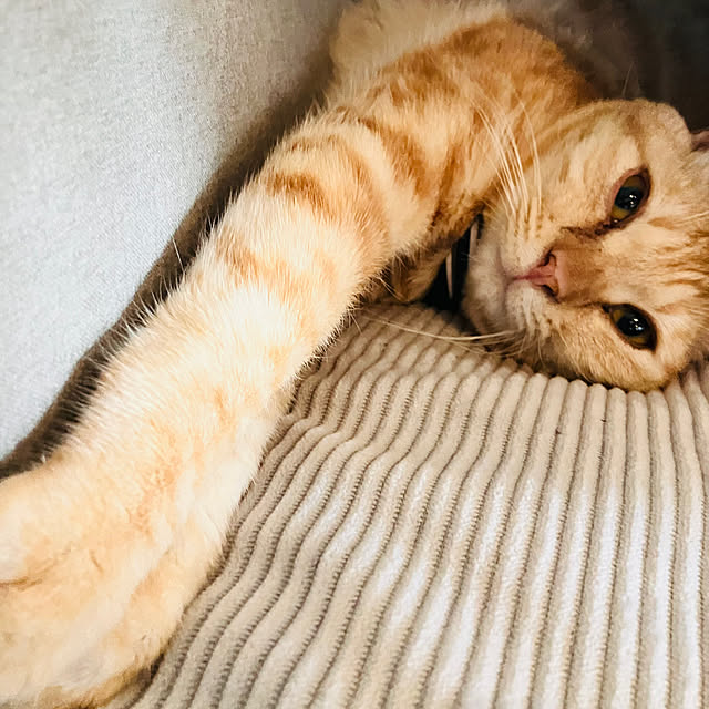 tomorinさんの部屋