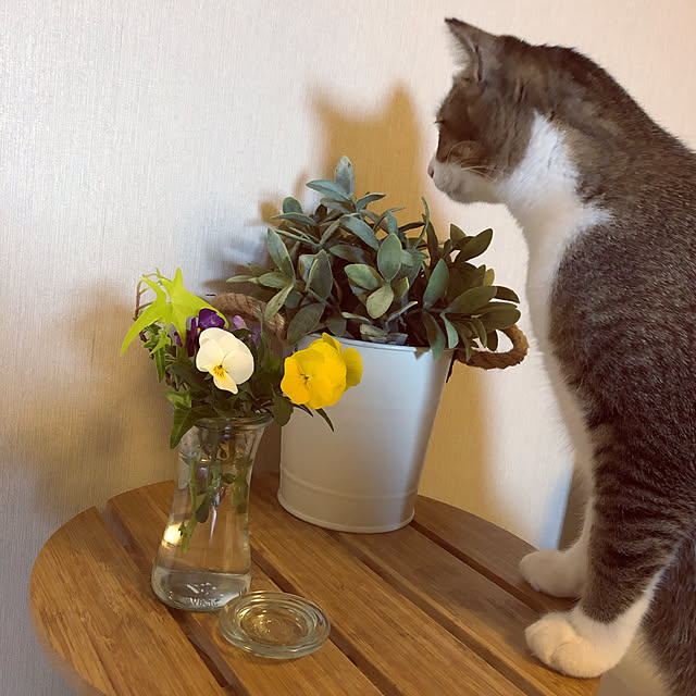 nekomiさんの実例写真