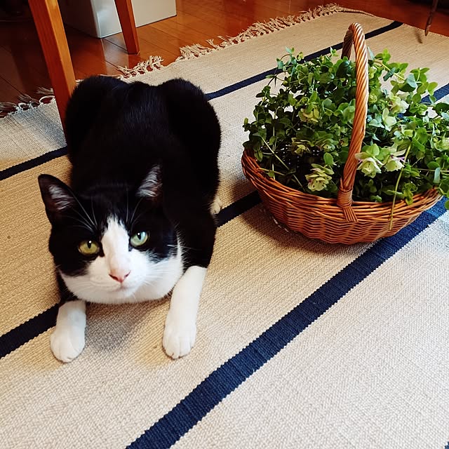 anzuさんの実例写真