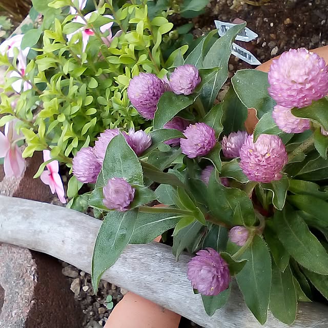 mariagardenさんの実例写真