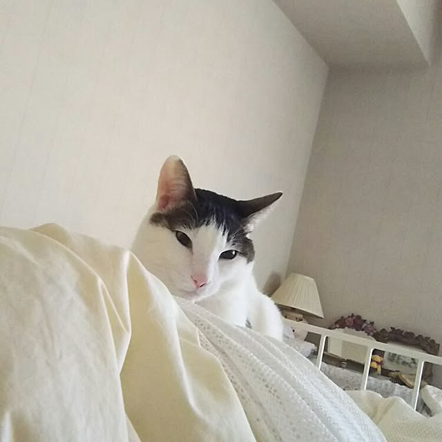 sakuraさんの実例写真