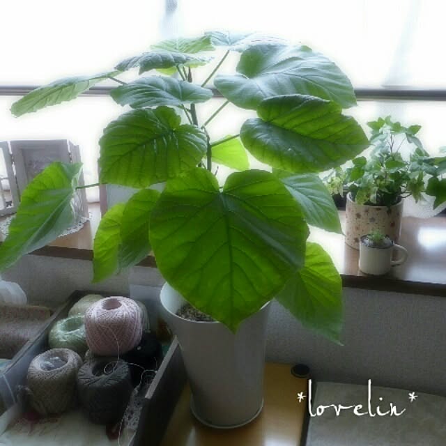 lovelinさんの実例写真