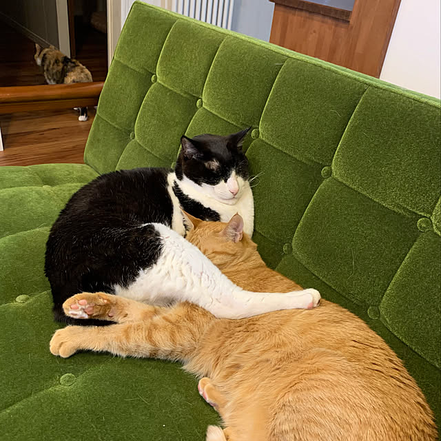 mikeume7さんの実例写真
