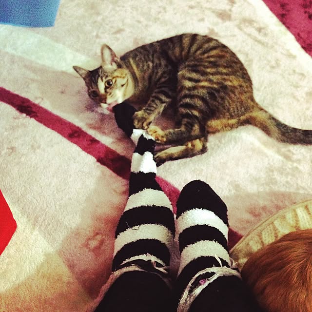 tomi329さんの実例写真