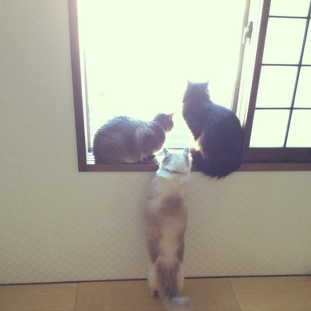 Nyanyaさんの実例写真