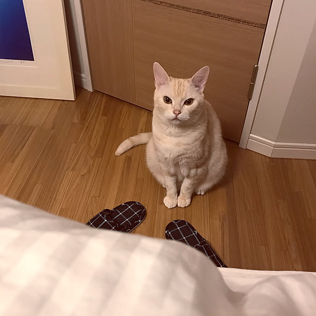 hiyupan88さんの実例写真