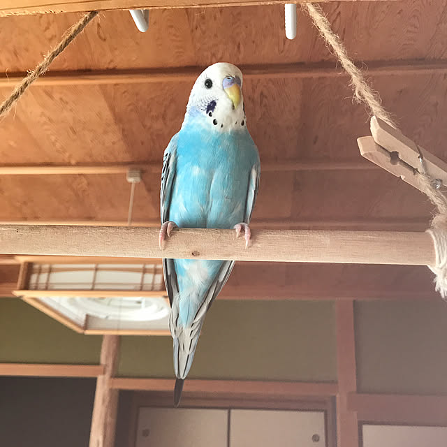 Hitomiさんの実例写真