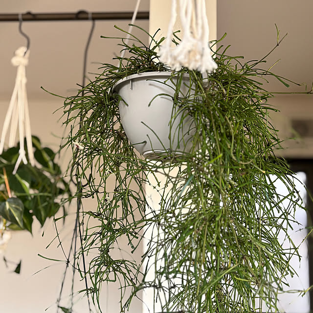 greycatsさんの部屋