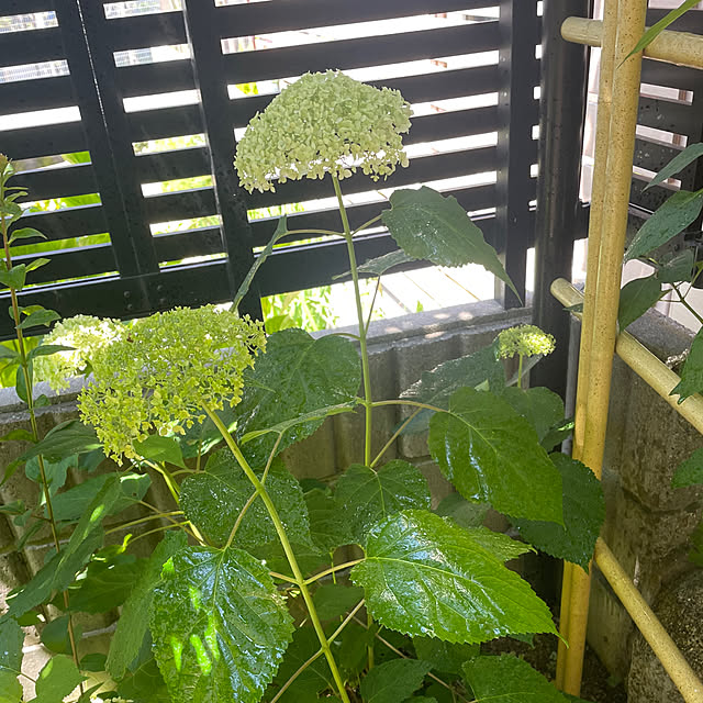kuikoさんの部屋