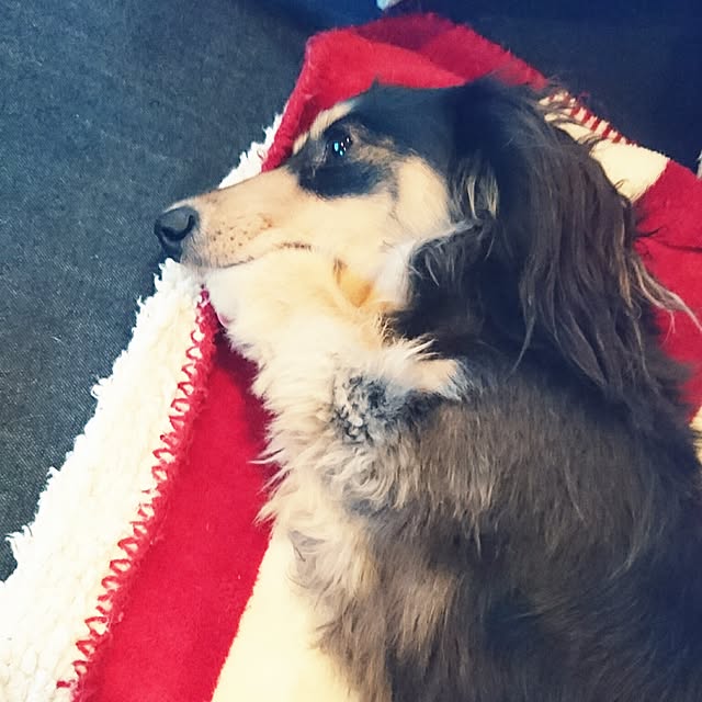 cocosorasakuさんの実例写真