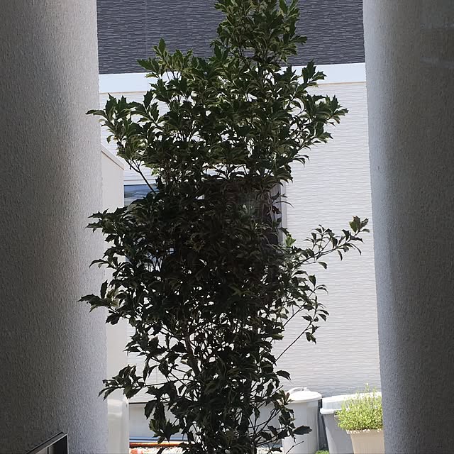 rsarhhさんの実例写真