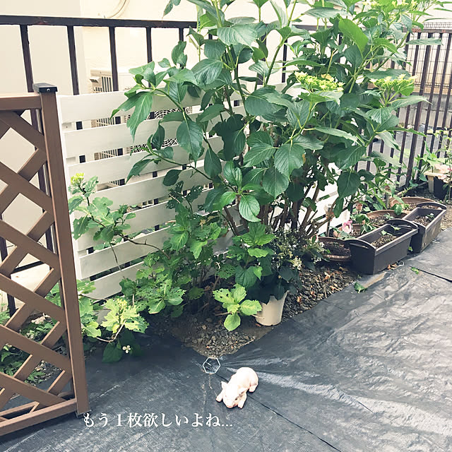 paru_kichiさんの実例写真