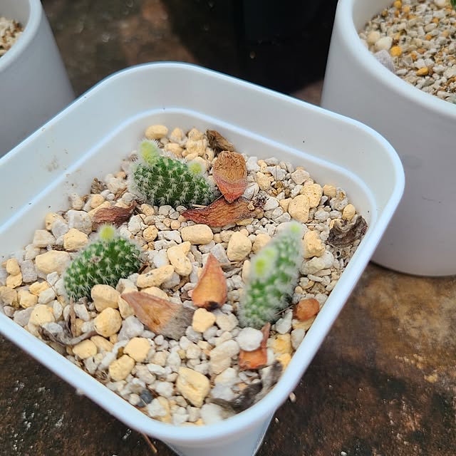 Rubiconさんの部屋