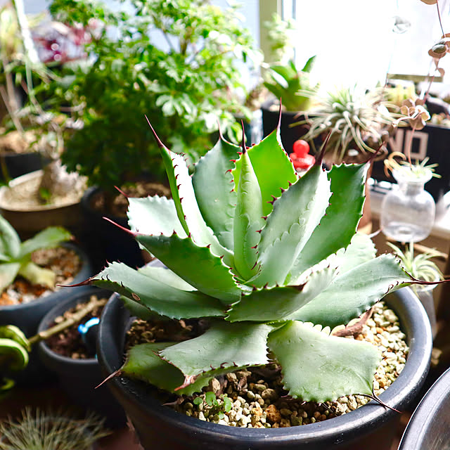 rukakoさんの実例写真