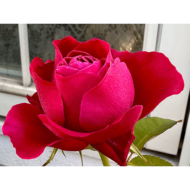 haruisabelさんの実例写真