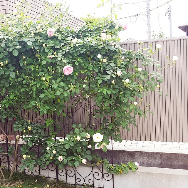 cheeさんの実例写真