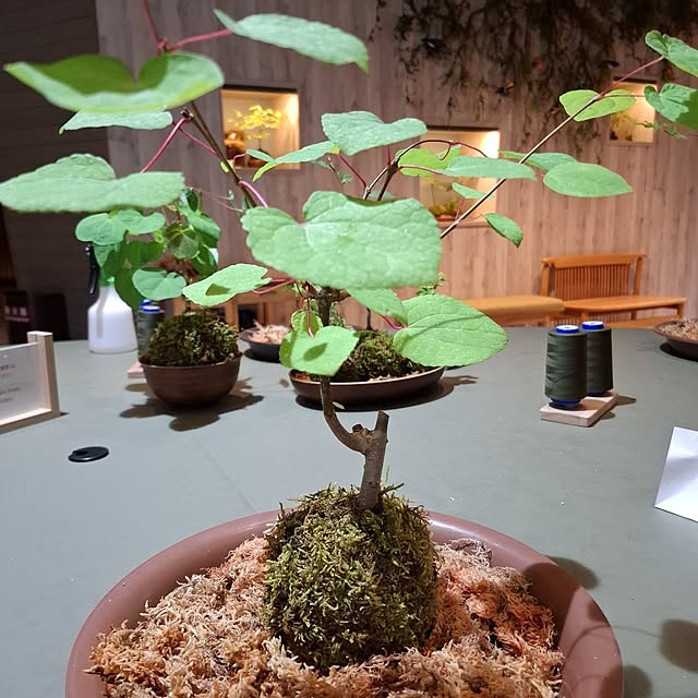 noaさんの実例写真