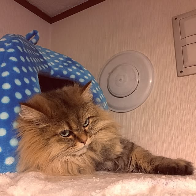 k_dinoさんの実例写真
