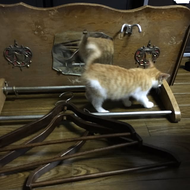 Gouさんの実例写真