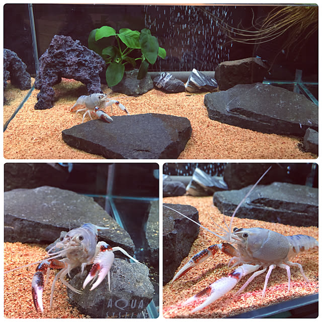 FUさんの実例写真