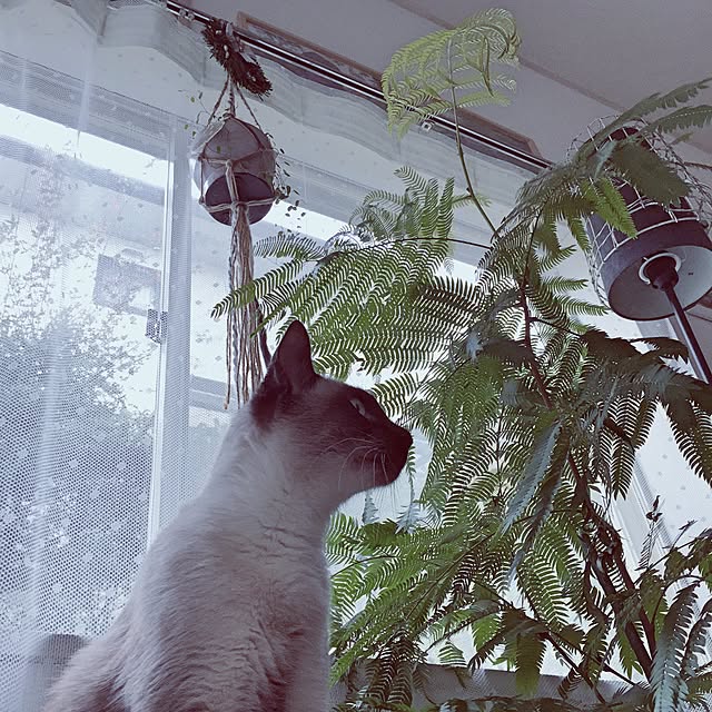 YOUさんの実例写真