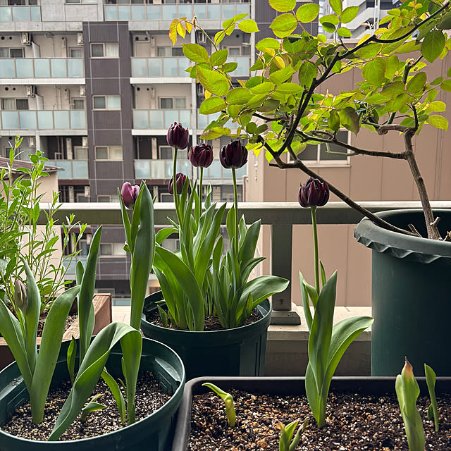 satsuki1605さんの部屋