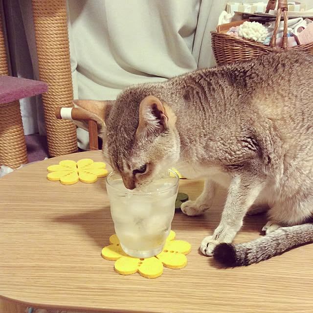miikoさんの実例写真