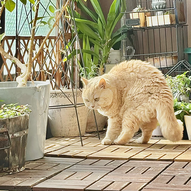 naokoさんの部屋