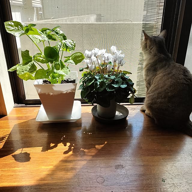 aoiroさんの実例写真
