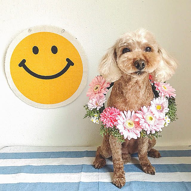 Tomさんの実例写真