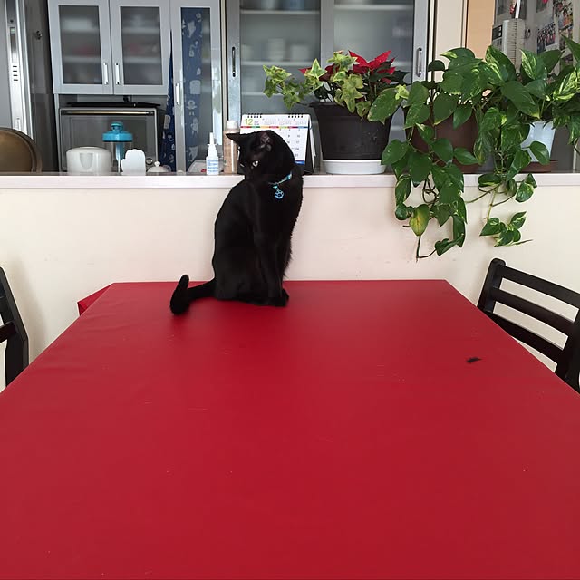 mi_koさんの実例写真