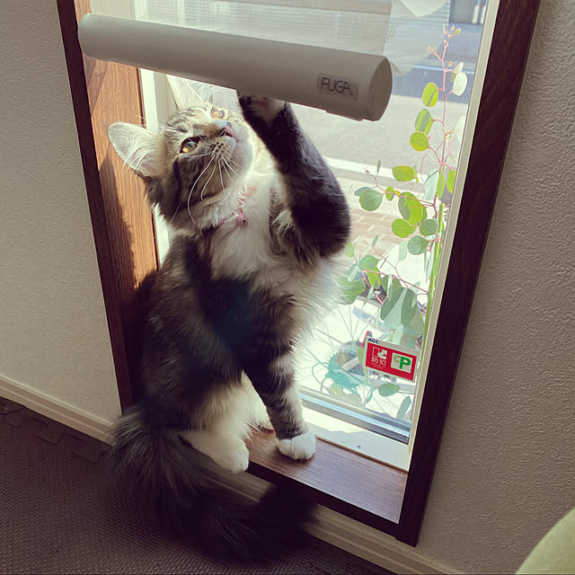 Komekoさんの実例写真