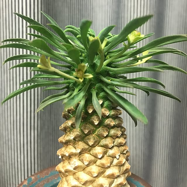 tetra163さんの実例写真