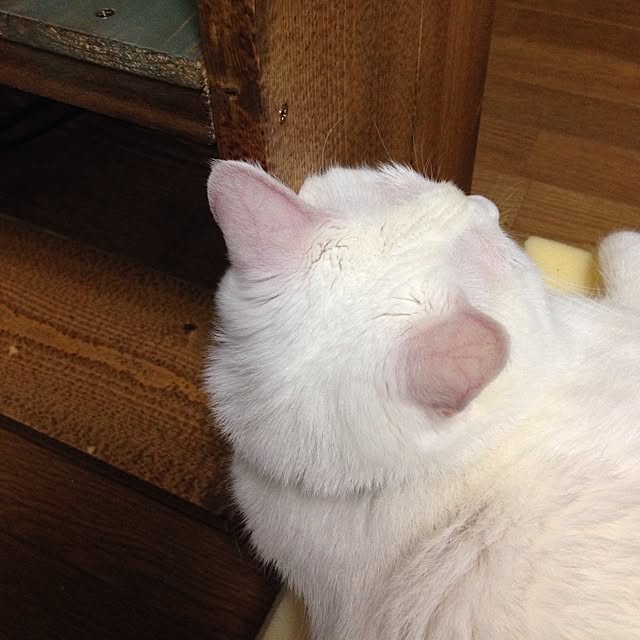 Yukiさんの実例写真