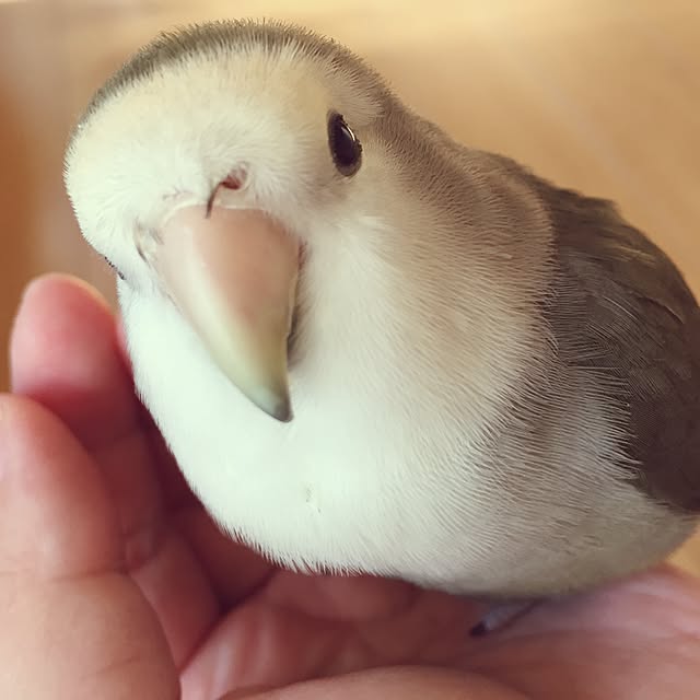 kaotanさんの実例写真