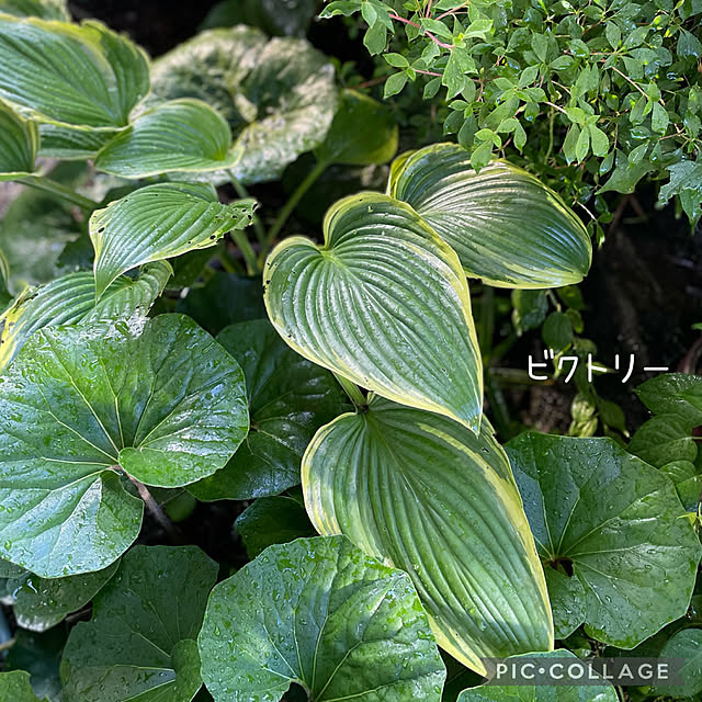 buchiさんの部屋