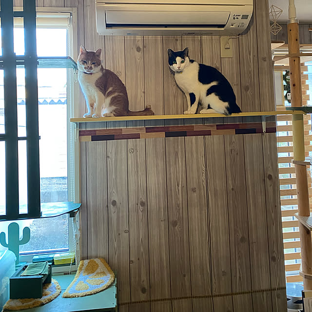 SHIHOさんの実例写真