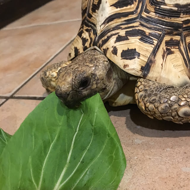 kaboさんの実例写真
