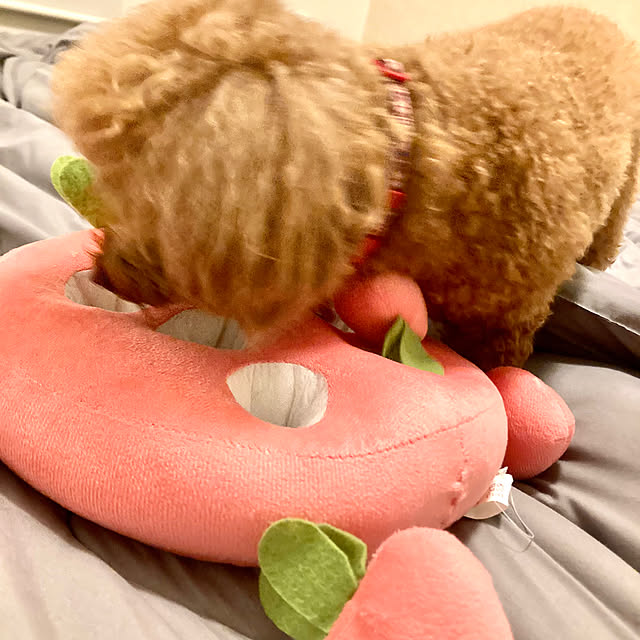 MOMOMAMAさんの部屋
