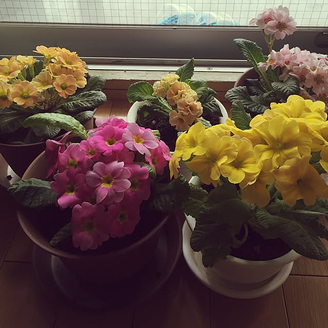 heripepeさんの実例写真