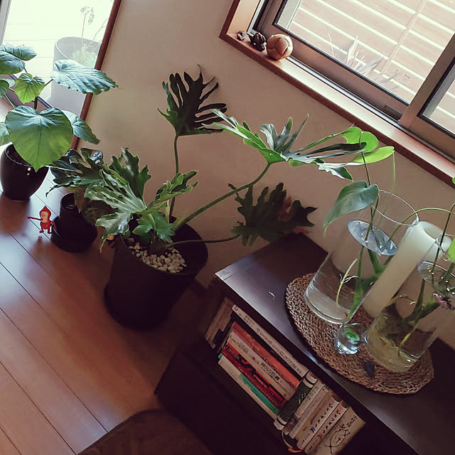 机/観葉植物のある部屋/ほっこり♡/癒し♡/ウンベラータ...などのインテリア実例 - 2019-10-22 17:07:47