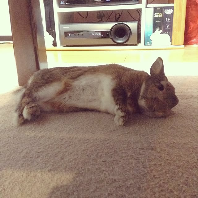 yuzu0223さんの実例写真