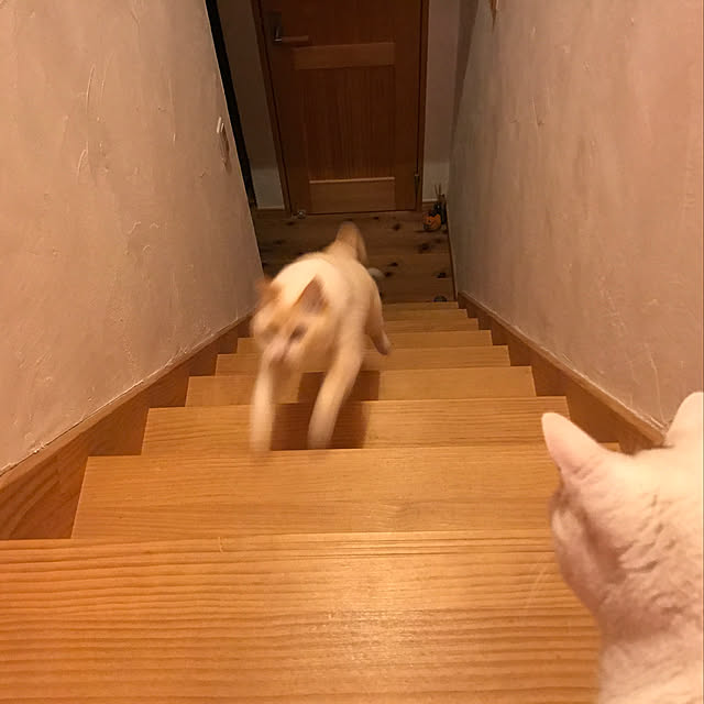 sakurasakuさんの実例写真