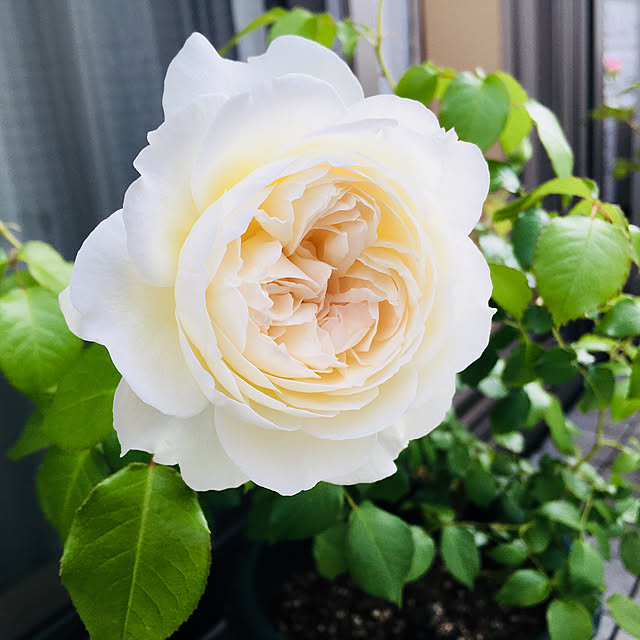 yakitoripieさんの実例写真