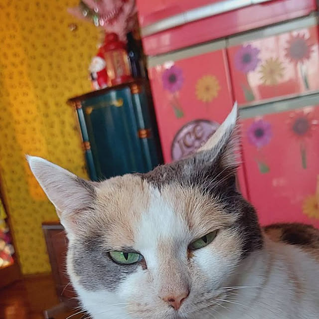 kumutanさんの実例写真