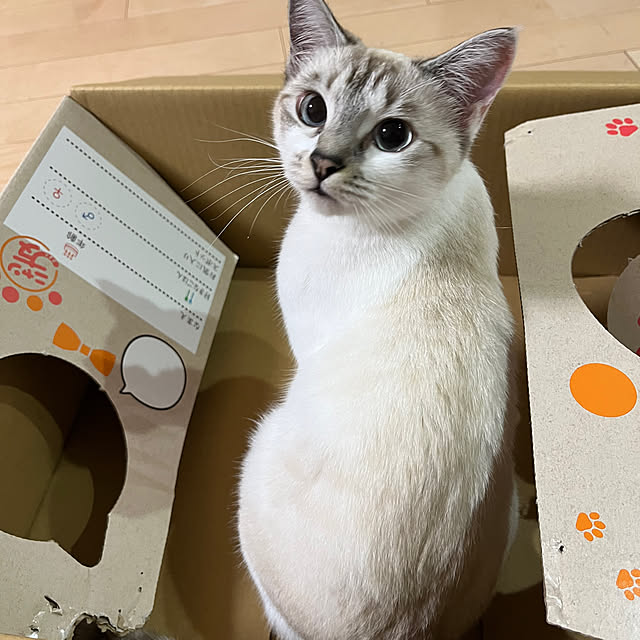 nekoさんの実例写真