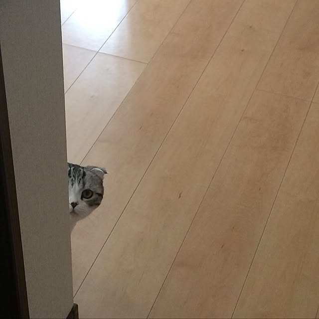Dahliaさんの実例写真