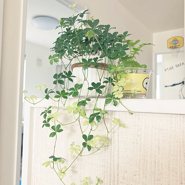 riseruさんの実例写真